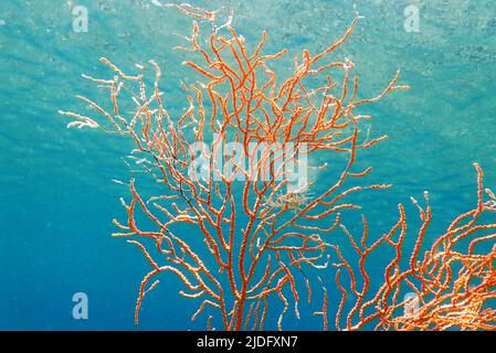 Yellow Mediterranean gorgonian coral - Eunicella cavolini Stock Photo