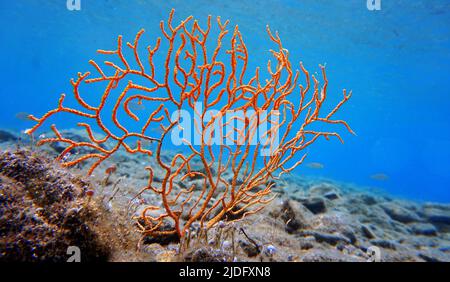 Yellow Mediterranean gorgonian coral - Eunicella cavolini Stock Photo