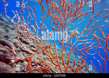 Yellow Mediterranean gorgonian coral - Eunicella cavolini Stock Photo