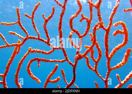 Yellow Mediterranean gorgonian coral - Eunicella cavolini Stock Photo