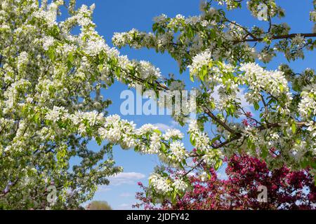 Crab apple trees flowering branches and foliage in spring. Stock Photo
