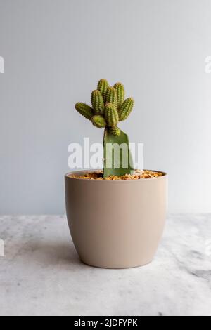 Peanut cactus grafted on a rootstock in a ceramic pot Stock Photo