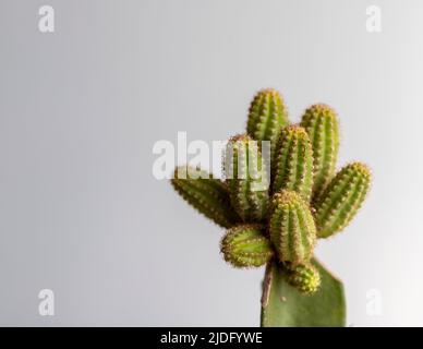 Chamaecereus echinopsis grafted cactus head view Stock Photo