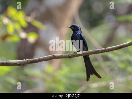 The bronzed drongo is a small Indomalayan bird belonging to the drongo group. Stock Photo