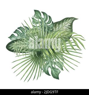 Monstera tropic leaves watercolor illustration hand drawn big set isolated elements on white background nature jungle Stock Photo