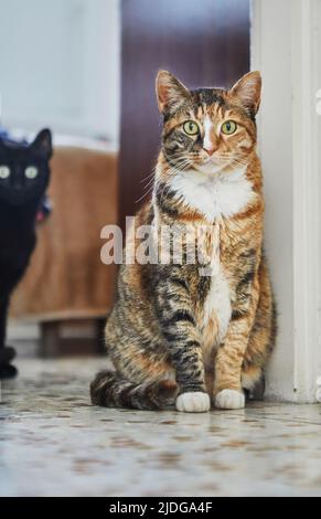 Tricolor domestic cat with green eyes sits on the floor, black cat peeps out from behind Stock Photo