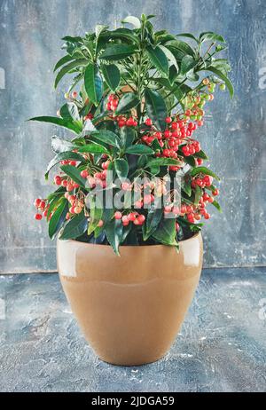 Dwarf Burford Holly growing in flower pot on blue concrete Stock Photo