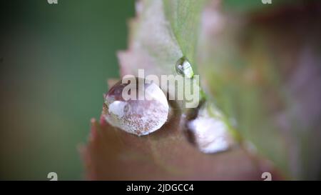 Rain drops or dew on autumn leaf Stock Photo