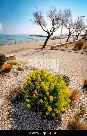 Yellow Euphorbia characias flowers, in Pesaro, region Marche of Italy, on the Adriatic coast. Stock Photo