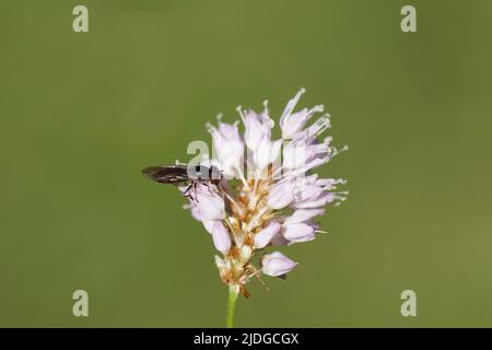 Platycheirus albimanus, Platycheirus cyaneus, family Syrphidae feeding on a pink flower of Himalayan bistort (Bistorta affinis), family Polygonaceae. Stock Photo