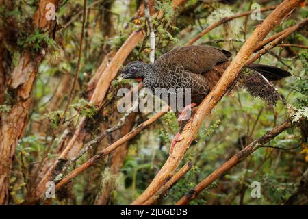 Andean Guan - Penelope montagnii gamefowl bird in Cracidae, subfamily Penelopinae, highlands of the Andes in Venezuela and Colombia through Ecuador an Stock Photo