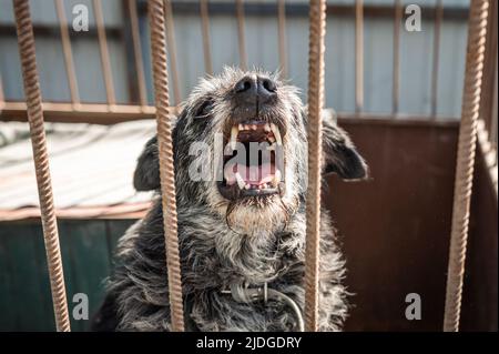 Angry dog at the animal shelter. Portrait of a homeless dog in a cage at an animal shelter. Kennel dogs locked Stock Photo