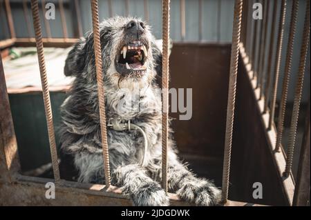 Angry dog at the animal shelter. Portrait of a homeless dog in a cage at an animal shelter. Kennel dogs locked Stock Photo