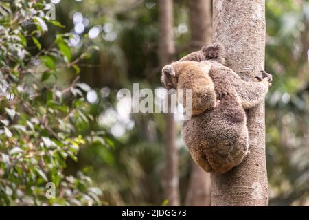 Young koala looks down towards the ground while on their mothers back, in the Currumbin Wildlife Sanctuary, Queensland, Australia Stock Photo