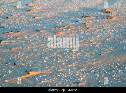 Sand and cockle shells at sunset on Southerness Beach, Dumfries and Galloway, Scotland Stock Photo