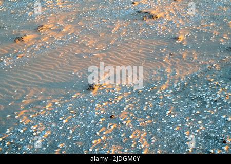 Sand and cockle shells at sunset on Southerness Beach, Dumfries and Galloway, Scotland Stock Photo