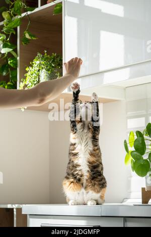Hand of female owner playing with fluffy cute cat at home. Training cat. Pet lovers.  Stock Photo