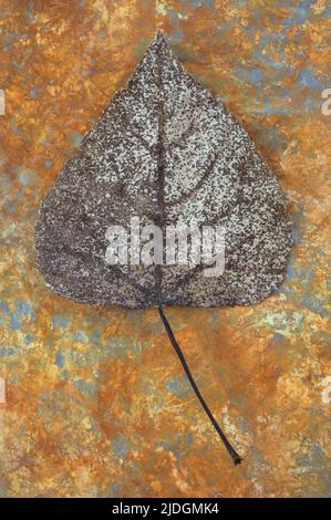 Close up of brown and bleached autumn or winter leaf of Black poplar or Populus nigra tree lying on rusty sheet Stock Photo