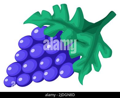 Grapes fruit purple cartoon color vector illustration, horizontal, over white, isolated Stock Vector