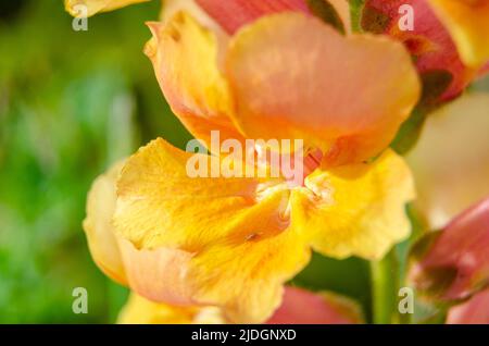 A macro show of a snapdragon or amtirrhinum flower Stock Photo