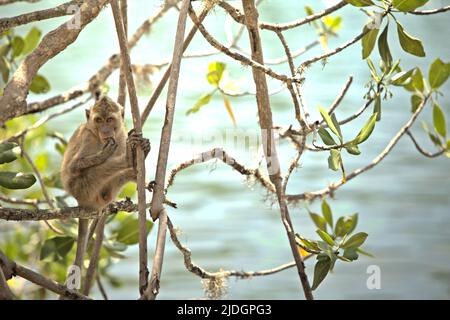 A long-tailed macaque (Macaca fascicularis, crab-eating macaque) on a mangrove tree in Loh Buaya, Rinca Island, which is a part of Komodo National Park in Komodo, West Manggarai, East Nusa Tenggara, Indonesia. Stock Photo