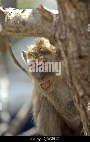 A long-tailed macaque (Macaca fascicularis, crab-eating macaque) on a mangrove tree in Loh Buaya, Rinca Island, which is a part of Komodo National Park in Komodo, West Manggarai, East Nusa Tenggara, Indonesia. Stock Photo