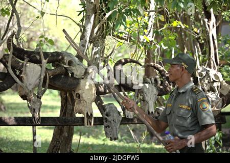 A ranger giving information as he is standing in front of skulls of water buffalo and other animals—the prey for komodo dragons (Varanus komodoensis)—that are placed on the side of a trail in Rinca Island, a part of Komodo National Park in West Manggarai, East Nusa Tenggara, Indonesia. Stock Photo