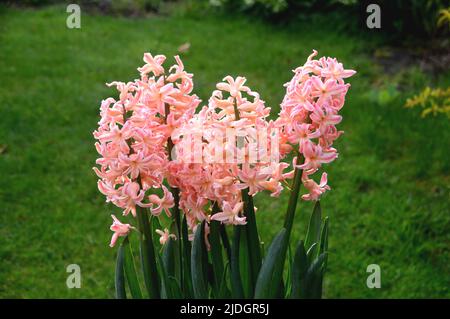 Orange/Pink Hyacinthus Orientalis 'Gipsy Queen' (Dutch Hyacinth) grown in an English Country Garden, Lancashire, England, UK Stock Photo