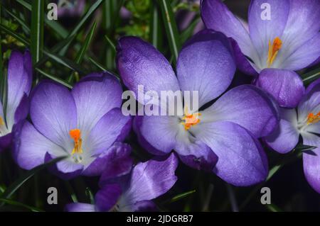Purple/Lilic/Mauve Crocus Tommasinianus 'Ruby Giant' (Early Crocus) Flowers grown in an English Country Garden, Lancashire, England, UK. Stock Photo