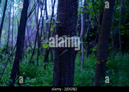 Close up background photo of forest or woods with moody, creepy, spooky, haunted and swamp tones. Stock Photo