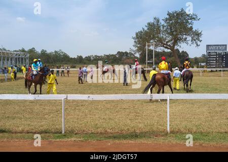 Horses being prepared for the start of a race, Ngong Racecourse, Ngong Road, Nairobi, Kenya.  1 Mar 2015 Stock Photo