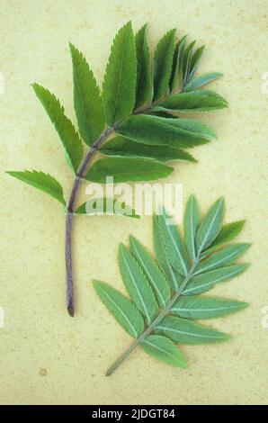 Two sprigs of fresh spring green leaves of Rowan or Mountain ash or Sorbus aucuparia tree lying on antique paper Stock Photo