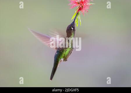 Magnificent Hummingbird (Eugenes fulgens) hovering at flower while feeding on nectar, San Gerardo de Dota, Costa Rica. Stock Photo