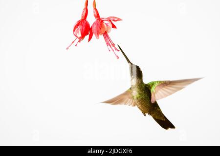 Magnificent Hummingbird (Eugenes fulgens) hovering at flower while feeding on nectar with white background, San Gerardo de Dota, Costa Rica. Stock Photo
