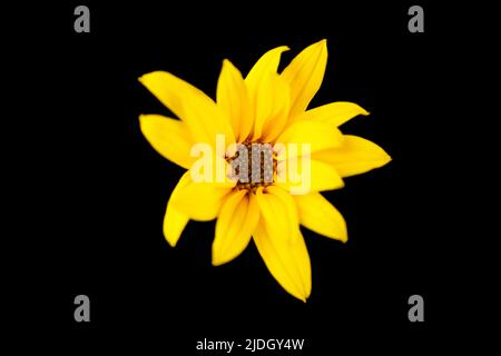 topinambur yellow flower Jerusalem artichoke on black background, beautiful backdrop. Single one wild sunflower flower close up, sunroot yellow petals Stock Photo