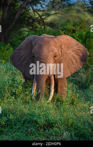 African elephant (Loxodonta africana), Lualenyi, Tsavo Conservation Area, Kenya. Stock Photo