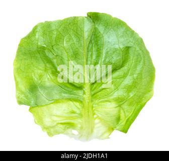 single natural leaf of boston lettuce cutout on white background Stock Photo