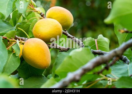 Close up photo of ripe apricots hanging on branch or twig in the farmland. Stock Photo