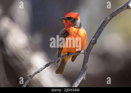 vermilion flycatcher (Pyrocephalus rubinus), male perched on a twig, USA, Arizona, Sonora-Wueste Stock Photo