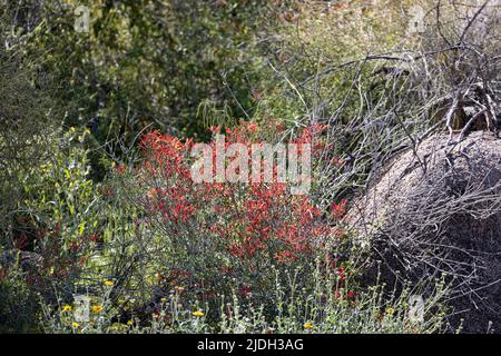 Red Chuparosa, chuparosa, chiparosa, hummingbird bush, beloperone (Justicia californica), blooming shrub at the Bush Highway, USA, Arizona, Sonoran Stock Photo