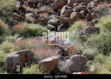 Red Chuparosa, chuparosa, chiparosa, hummingbird bush, beloperone (Justicia californica), several blooming betwween boulders, USA, Arizona, Sonoran Stock Photo
