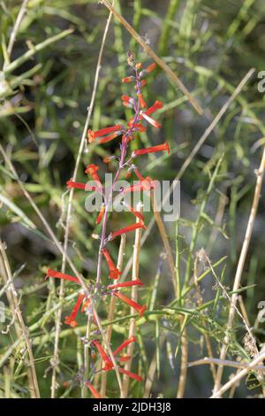 Red Chuparosa, chuparosa, chiparosa, hummingbird bush, beloperone (Justicia californica), blooming, USA, Arizona, Sonoran Stock Photo