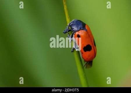 Willow clytra (Clytra laeviuscula), sits on a blade of grass, Germany, Baden-Wuerttemberg Stock Photo