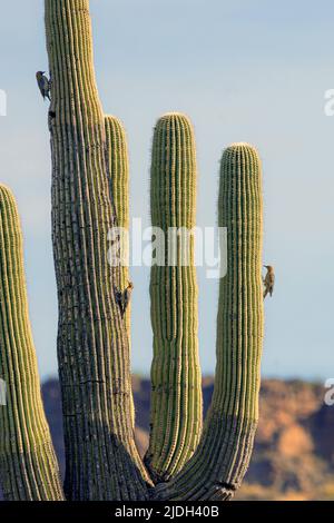 gila woodpecker (Melanerpes uropygialis), breeding colony on a large saguaro cactus, USA, Arizona, Sonoran Stock Photo