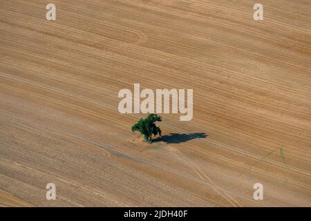 Single tree on a harvested field with shadow, aerial view 08/31/2019, Germany, Schleswig-Holstein Stock Photo
