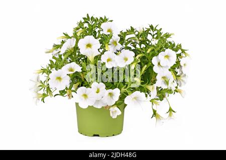 Potted Calibrachoa plant with white flowers on white background Stock Photo