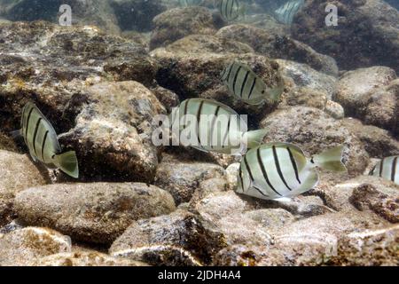 convict tang, convict surgeonfish (Acanthurus triostegus), small school foraging, USA, Hawaii, Maui Stock Photo