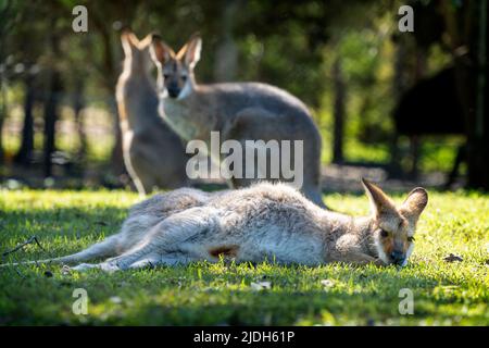 Red-necked wallaby (Macropus rufogriseus) lying on the grass with two others standing behind. Stock Photo