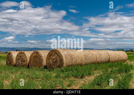 Bales of hay lined up ready to be taken away from the field in the countryside of Bientina, Pisa, Italy Stock Photo