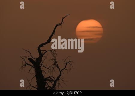 LUNTAI, CHINA - JUNE 21, 2022 - A sun rises behind poplar trees in Luntai County, Northwest China's Xinjiang Uygur Autonomous Region, On June 21, 2022 Stock Photo